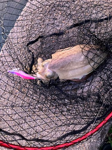 コウイカの釣果