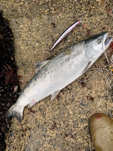 サクラマスの釣果