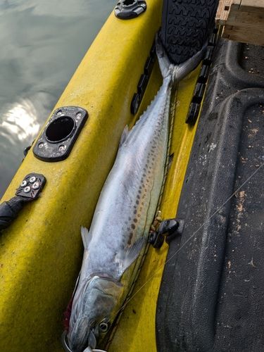 サゴシの釣果
