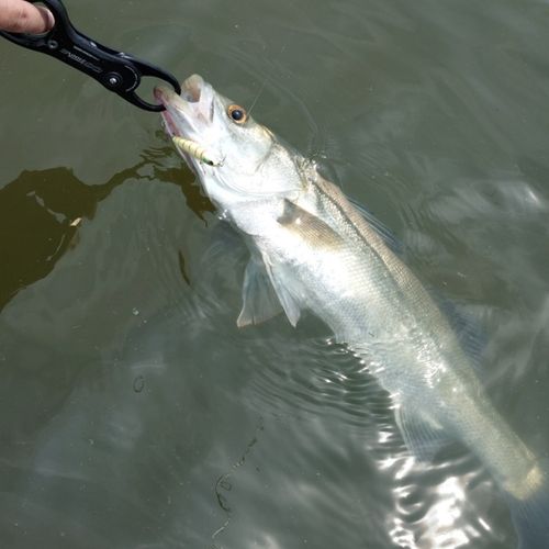 セイゴ（マルスズキ）の釣果