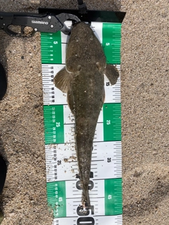 マゴチの釣果