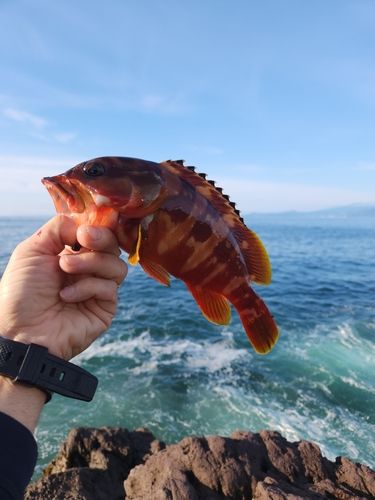 アカハタの釣果