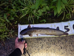 ナマズの釣果