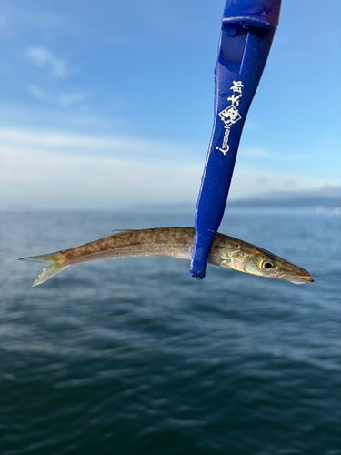 ヤマトカマスの釣果