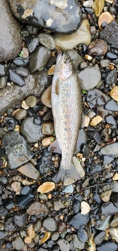 ニジマスの釣果