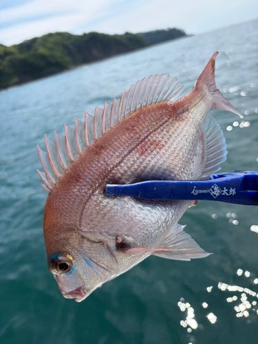 チャリコの釣果