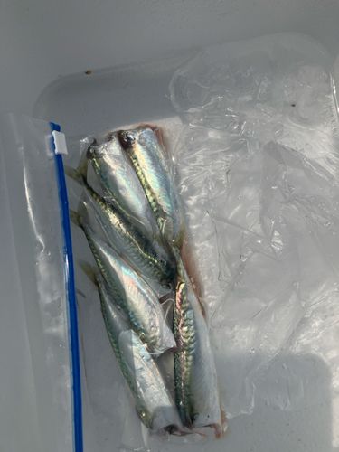 サバの釣果