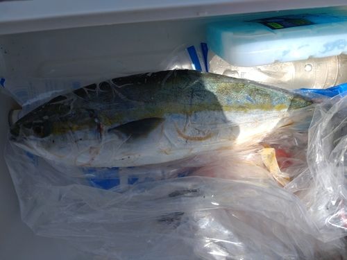 ヤズの釣果