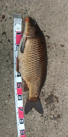 コイの釣果