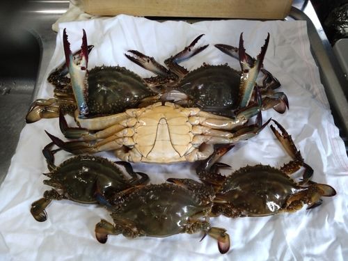 ワタリガニの釣果