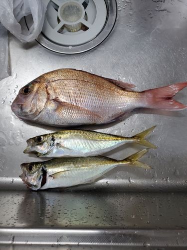 アジの釣果