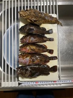 カサゴの釣果