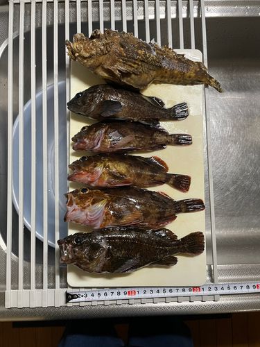 カサゴの釣果