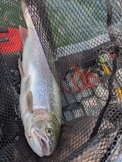 ニジマスの釣果
