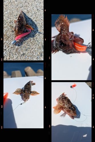 カサゴの釣果