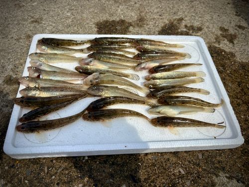 マハゼの釣果
