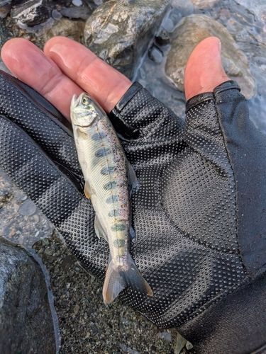アマゴの釣果