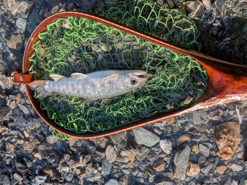 イワナの釣果