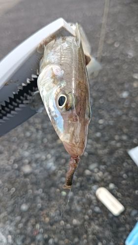 キスの釣果