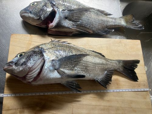チヌの釣果