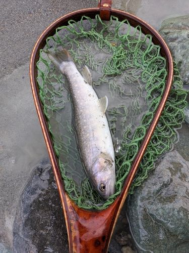 イワナの釣果