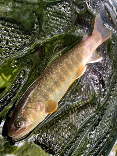 ニッコウイワナの釣果