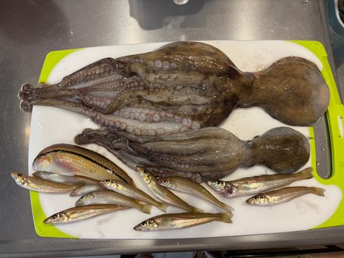 マダコの釣果