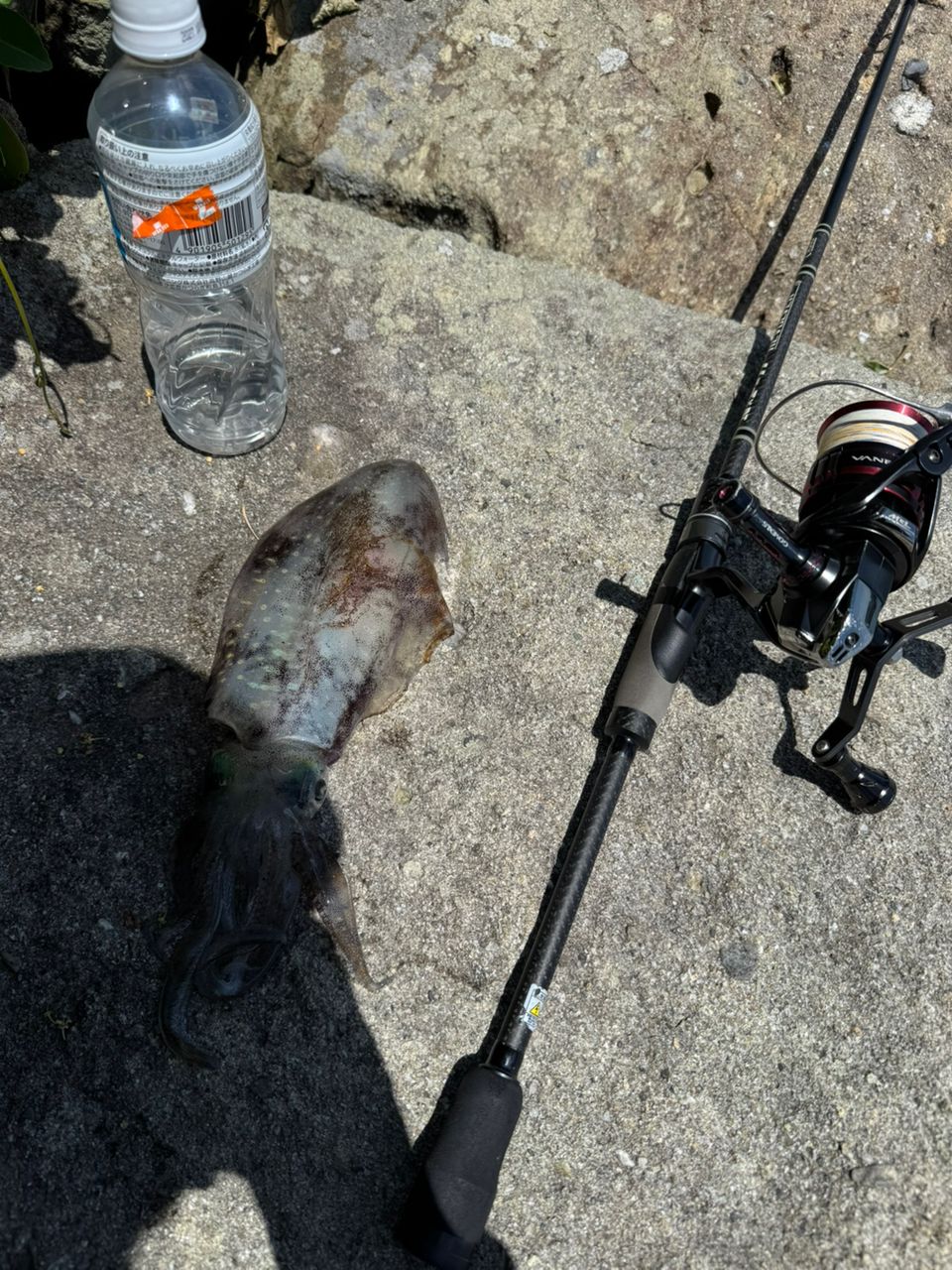 アオリイカの釣果写真