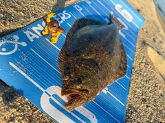 ヒラメの釣果