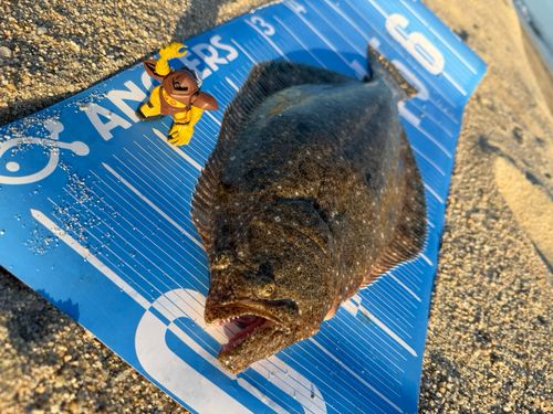 ヒラメの釣果