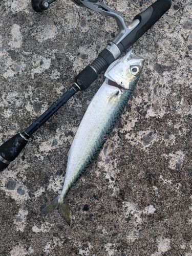 マサバの釣果