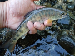 ヤマメの釣果