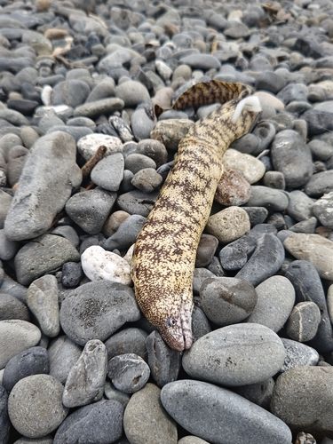 ウツボの釣果