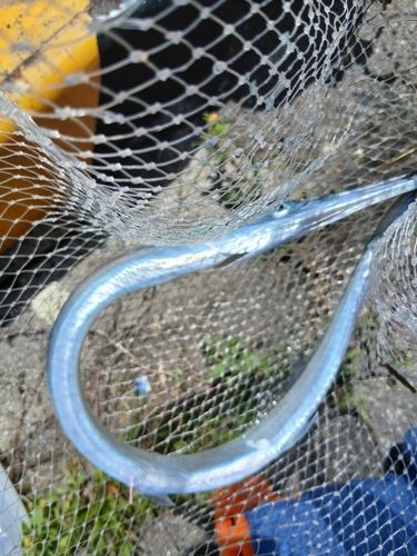 ダツの釣果
