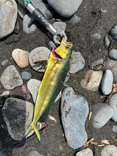 シイラの釣果