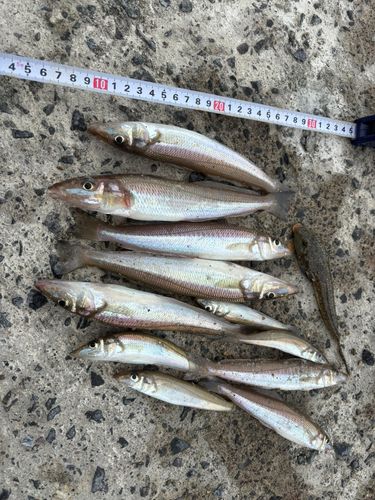 キスの釣果