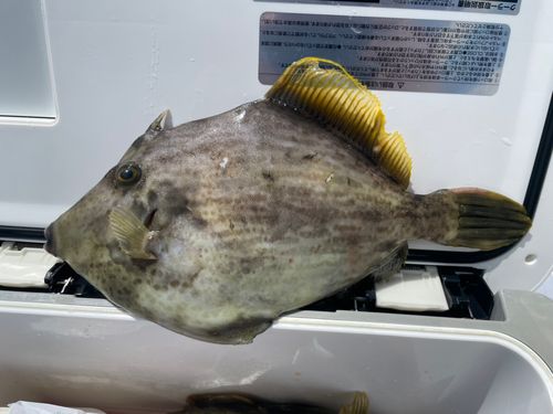 カワハギの釣果