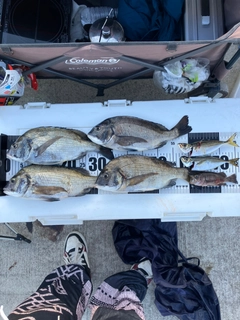 チヌの釣果
