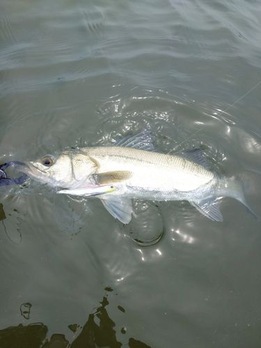 セイゴ（マルスズキ）の釣果