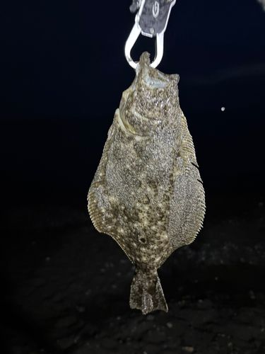 ソゲの釣果