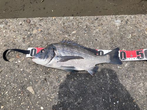 チヌの釣果