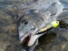 釣果