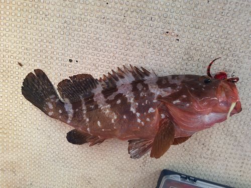 アコウの釣果