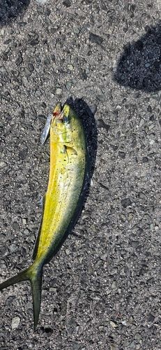 シイラの釣果