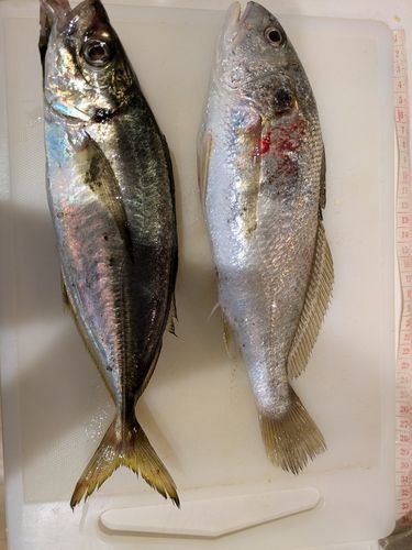 シログチの釣果