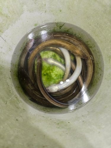 アナゴの釣果