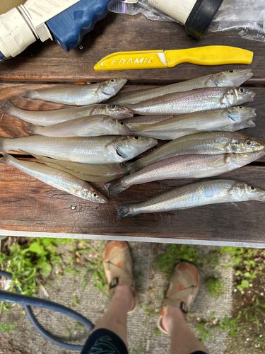 キスの釣果