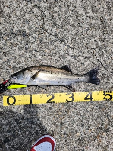 スズキの釣果