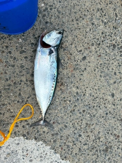 ソウダガツオの釣果