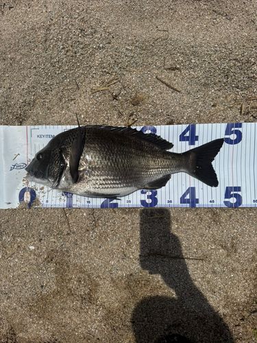 チヌの釣果